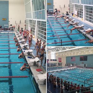 Image post by @terrierswimdive on Instagram