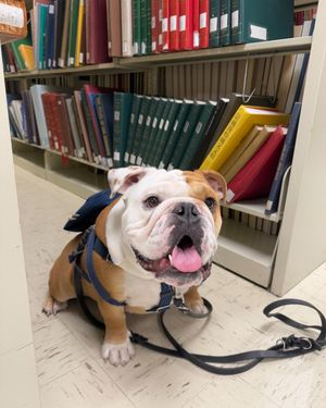 Image post by @gujackbulldog on Instagram