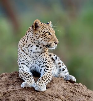 Image post by @chiawasafaris on Instagram