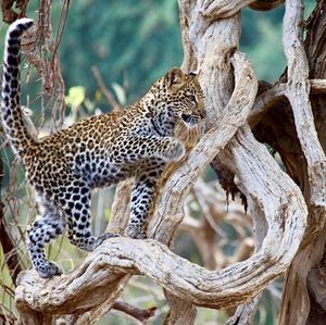 Image post by @chiawasafaris on Instagram