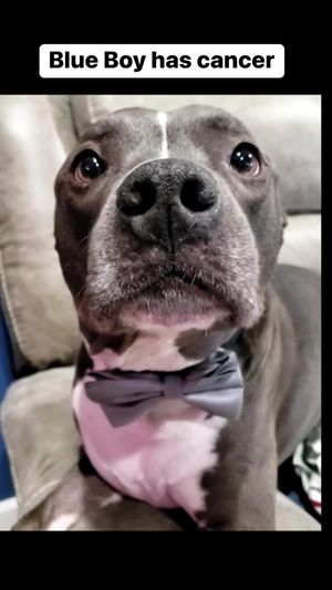 Video post by @LiveLikeRoo on Facebook