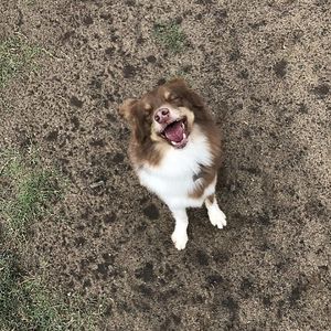 Image post by @animalplanet on Instagram