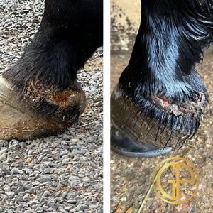 Image post by @gundyparkequine on Instagram