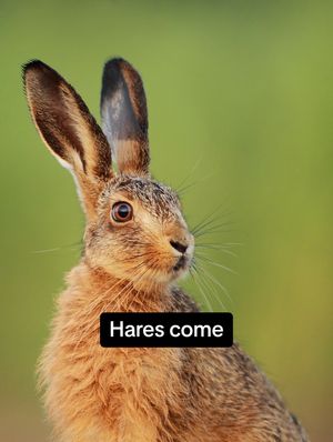 Image post by @animalplanet on TikTok