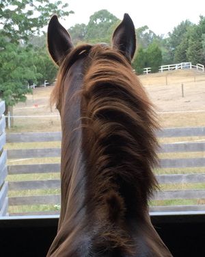 Image post by @snaffle_it on Instagram