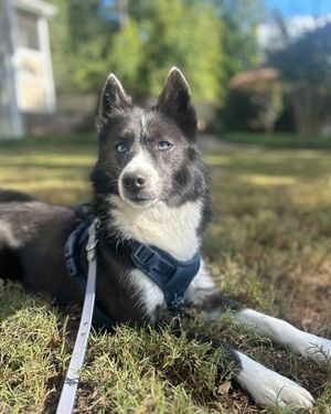 Image post by @tux_the_blue_pomsky on Instagram