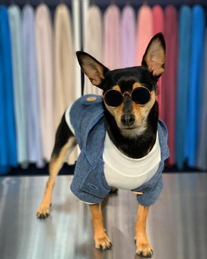 Image post by @pickles_houdini on Instagram