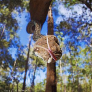 Image post by @animalplanet on Instagram