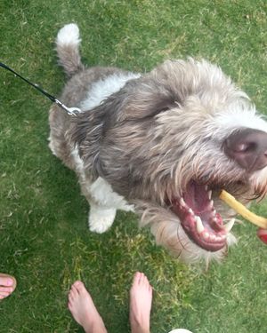 Image post by @floofy.coopy.doodle on Instagram