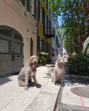 Image post by @thesavannahwolfhound on Instagram