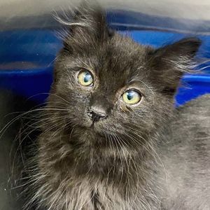 Image post by @spokhumanesoc on Instagram