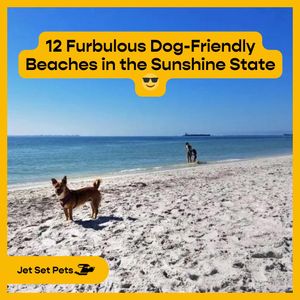 Image post by @jetsetpets on Instagram