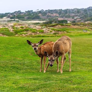 Image post by @pebblebeachresorts on Instagram