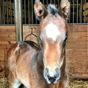 Image post by @thebloodhorse on Instagram