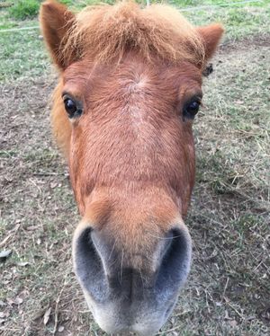 Image post by @snaffle_it on Instagram