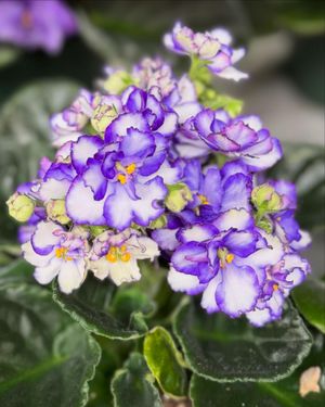 Image post by @rogersgardens on Instagram