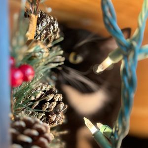 Image post by @whitmanpets on Instagram