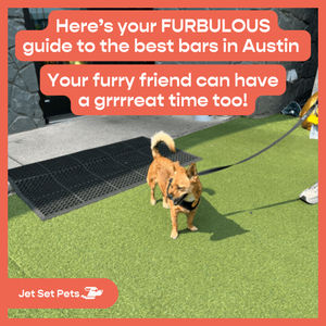 Image post by @jetsetpets on Instagram