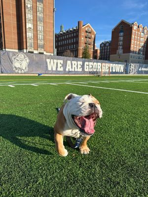 Image post by @GeorgetownJack on Twitter/X