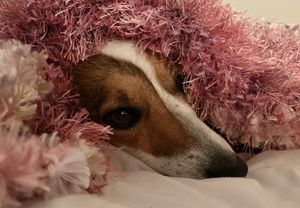 Image post by @snaffle_it on Instagram