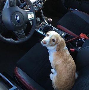 Image post by @schompsubaru on Instagram