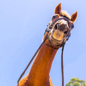 Image post by @equine_entrepreneurs_ on Instagram
