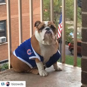 Image post by @chicagocubsnation on Instagram