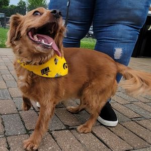 Image post by @burlington_bees on Instagram