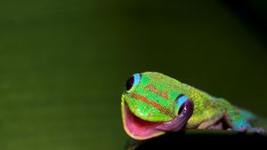 Image post by @AnimalPlanet on Twitter/X