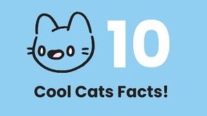 Video post by @coolcatsglobal on YouTube
