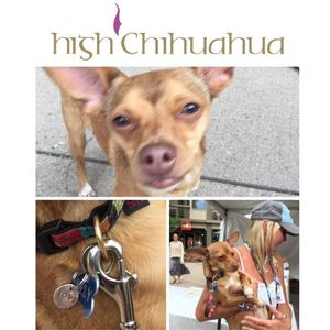 Image post by @highchienergy on Instagram