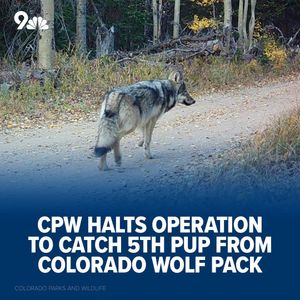Image post by @9newsdenver on Instagram