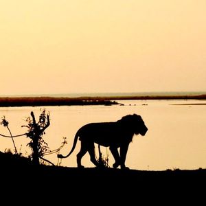 Image post by @chiawasafaris on Instagram
