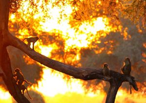 Image post by @chiawasafaris on Instagram