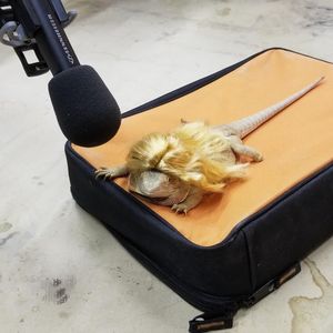Image post by @animalplanet on Instagram