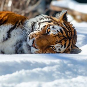 Image post by @discovery on Instagram