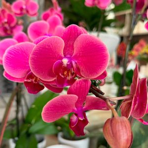 Image post by @rogersgardens on Instagram