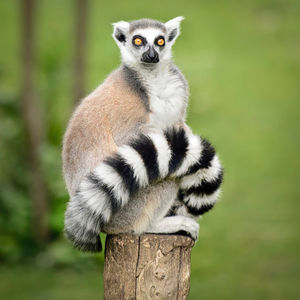 Image post by @animalplanet on Instagram