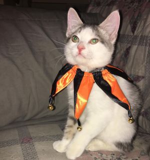 Image post by @kowalskikitties on Instagram