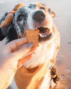 Image post by @evolvepetfood on Instagram
