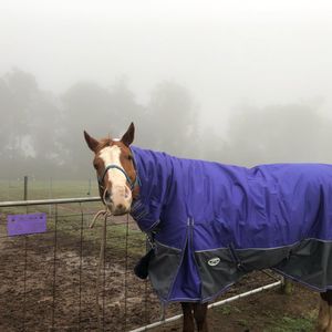 Image post by @equineidsolutions on Instagram