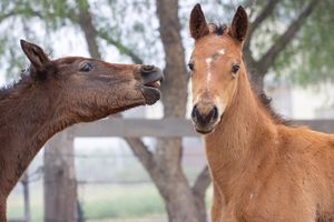 Image post by @gundyparkequine on Instagram