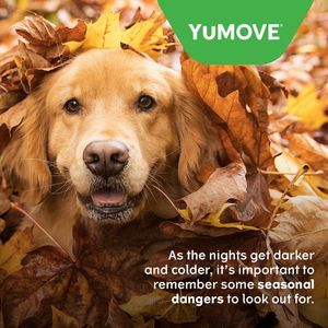 Image post by @yumove_usa on Instagram