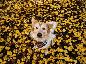 Image post by @nauflagstaff on Instagram