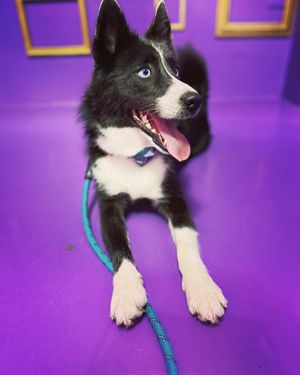 Image post by @tux_the_blue_pomsky on Instagram