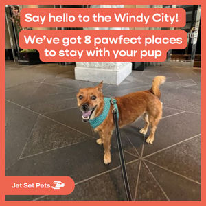 Image post by @jetsetpets on Instagram