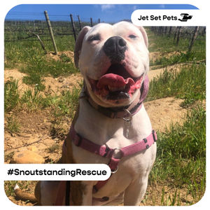 Image post by @jetsetpets on Instagram