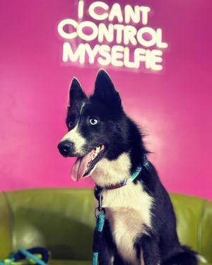 Image post by @tux_the_blue_pomsky on Instagram