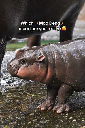 Video post by @animalplanet on TikTok