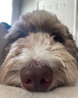 Image post by @floofy.coopy.doodle on Instagram